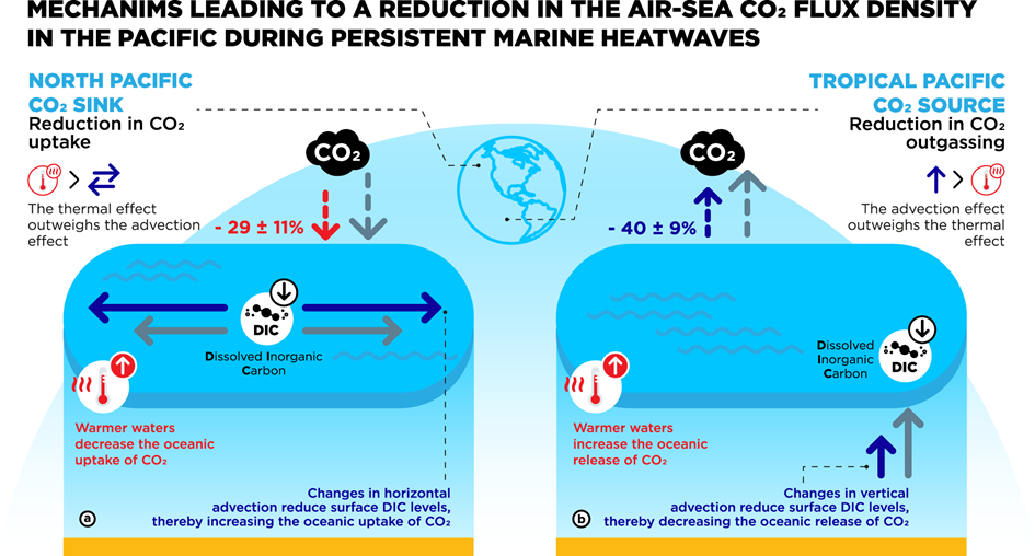 Mechanisms leading to a reduction in the air-sea co2 flux density in the pacific during persistent marine heatwaves 