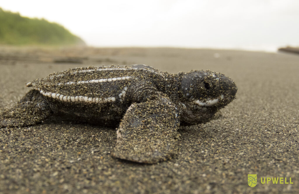 Juvenile leatherback turtle
