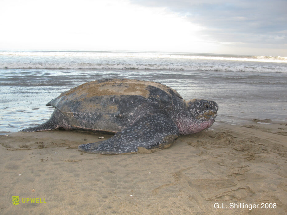 Adult leatherback turtle