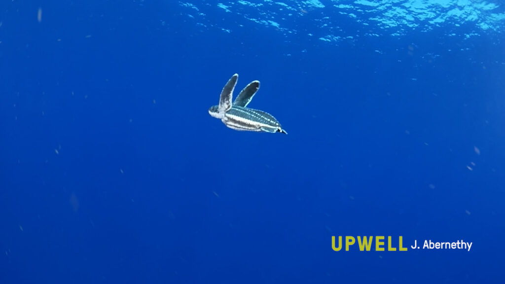 Juvenile leatherback turtle underwater