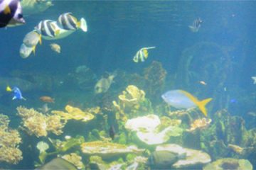 Nausicaa_Article_Banner