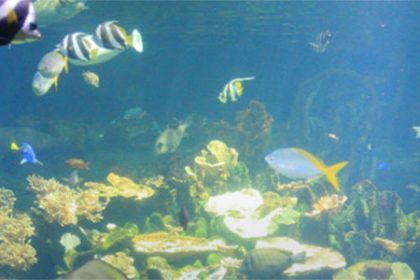 Nausicaa_Article_Banner