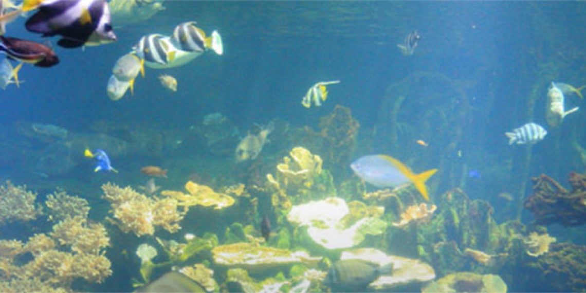 Nausicaa_Article_Banner