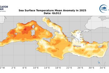 med sst anomalies