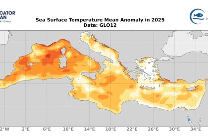 med sst anomalies